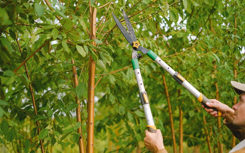 Tree trimming in Prairie City, IA